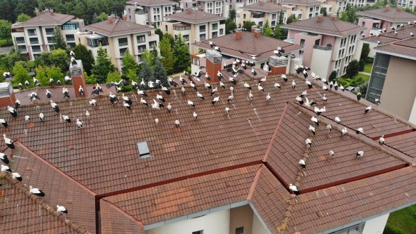 i Leylekler yağmura yakalanınca İstanbul'da mola verdi