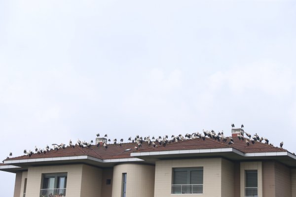 i Leylekler yağmura yakalanınca İstanbul'da mola verdi