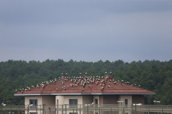 i Leylekler yağmura yakalanınca İstanbul'da mola verdi