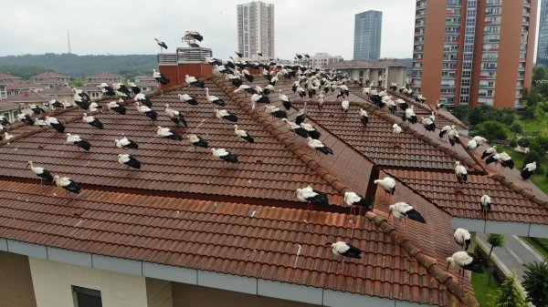 i Leylekler yağmura yakalanınca İstanbul'da mola verdi