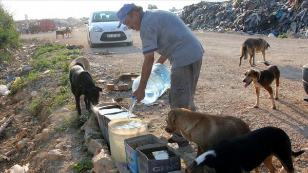 a Sokak hayvanları için 11 yıldır su taşıyor