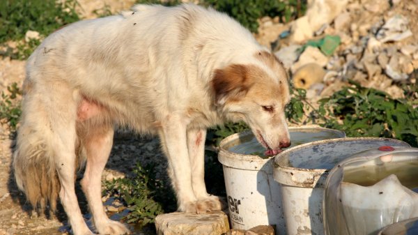 a Sokak hayvanları için 11 yıldır su taşıyor
