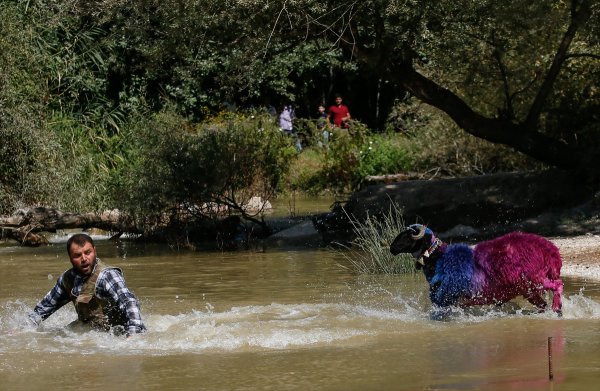Sudan Koyun Geçirme Yarışması'nın 846.'sı yapıldı