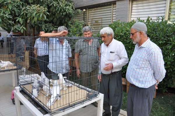 Adıyaman'da otomobil fiyatına güvercinler sergilendi