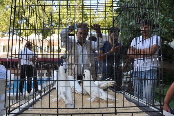 Adıyaman'da otomobil fiyatına güvercinler sergilendi