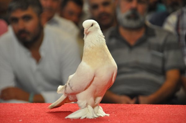 Adıyaman'da otomobil fiyatına güvercinler sergilendi