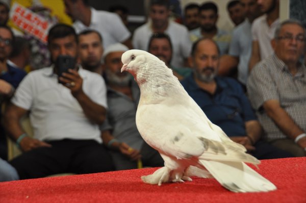 Adıyaman'da otomobil fiyatına güvercinler sergilendi