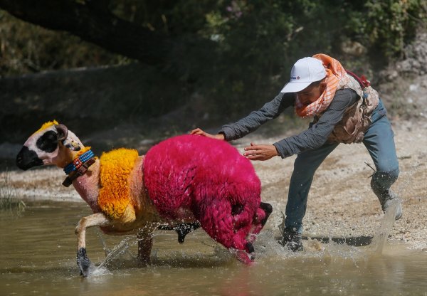 Sudan Koyun Geçirme Yarışması'nın 846.'sı yapıldı