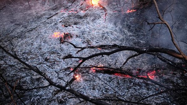 r Brezilya Amazonlar'daki yangına yardım etmeyi reddeti