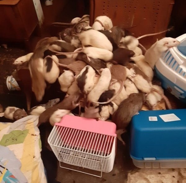 Rus kadının yüzlerce fareyle birlikte yaşadığı ortaya çıktı