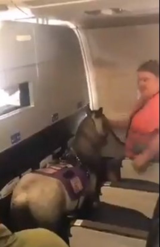 ABD'de uçağa atıyla bindi