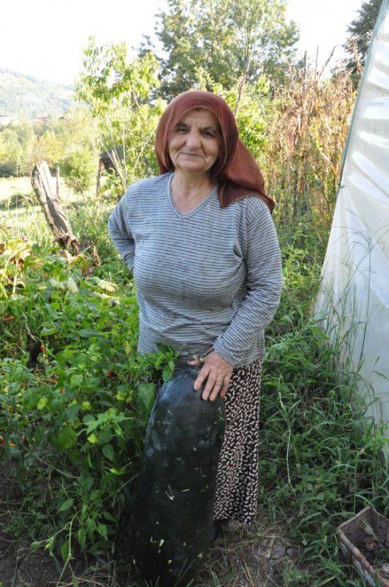 Bahçesine ektiği Çin salatalığı 1 metreye ulaştı