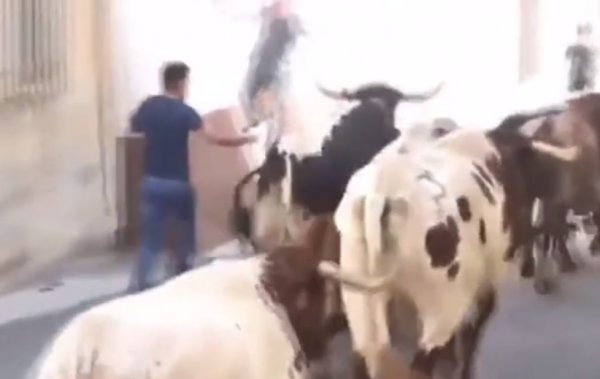 İspanya'da boğa çifte attığı adamı devirdi
