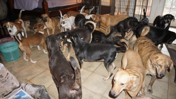 Kasırgadan kaçan 97 köpeği evine aldı