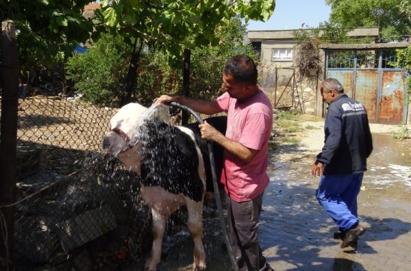 Batman'daki hayvan yıkama servisi ilgi görüyor