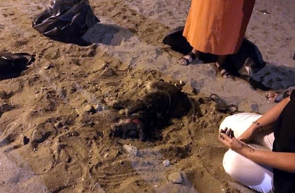 Pitbull süs köpeğini boğarak öldürdü