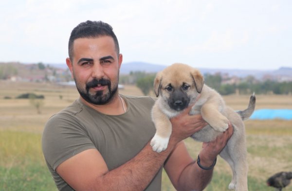 Kangal köpekler şimdi de sınırları koruyacak