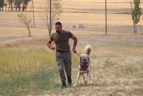 Kangal köpekler şimdi de sınırları koruyacak