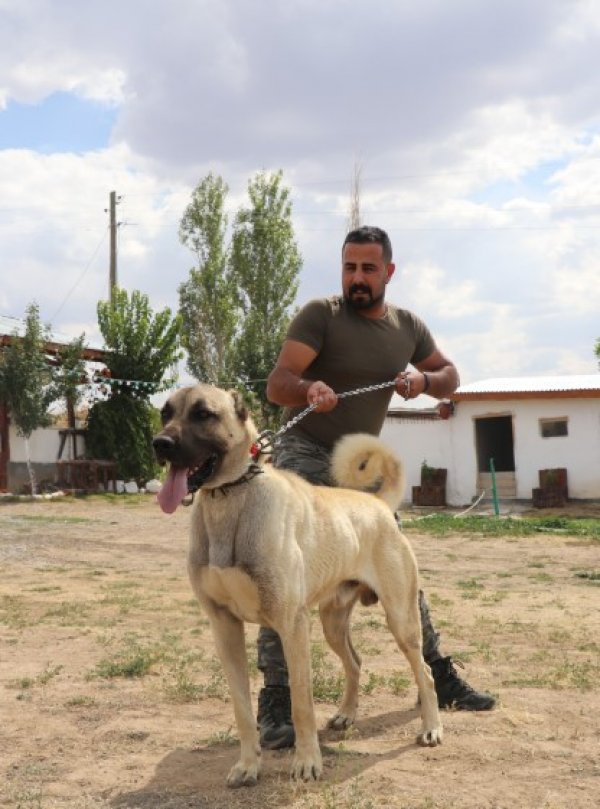 Kangal köpekler şimdi de sınırları koruyacak