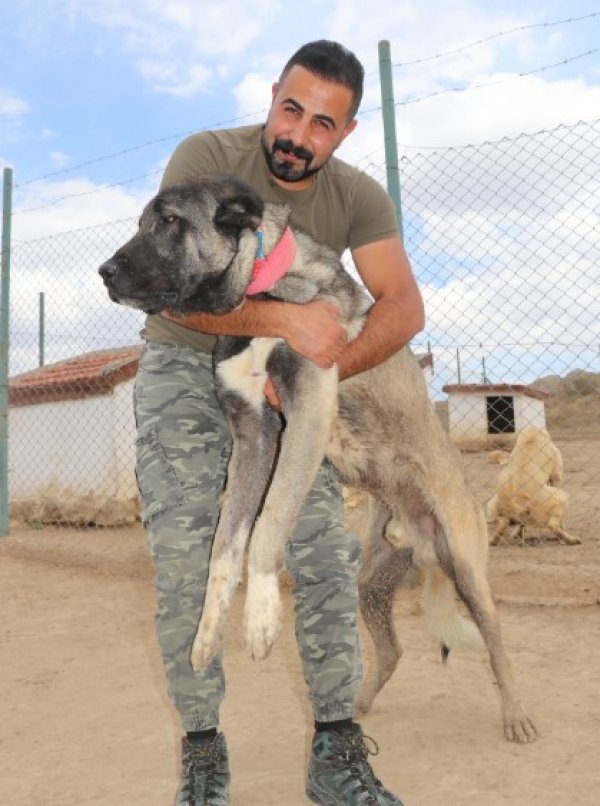 Kangal köpekler şimdi de sınırları koruyacak