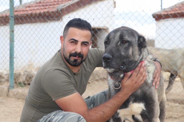 Kangal köpekler şimdi de sınırları koruyacak