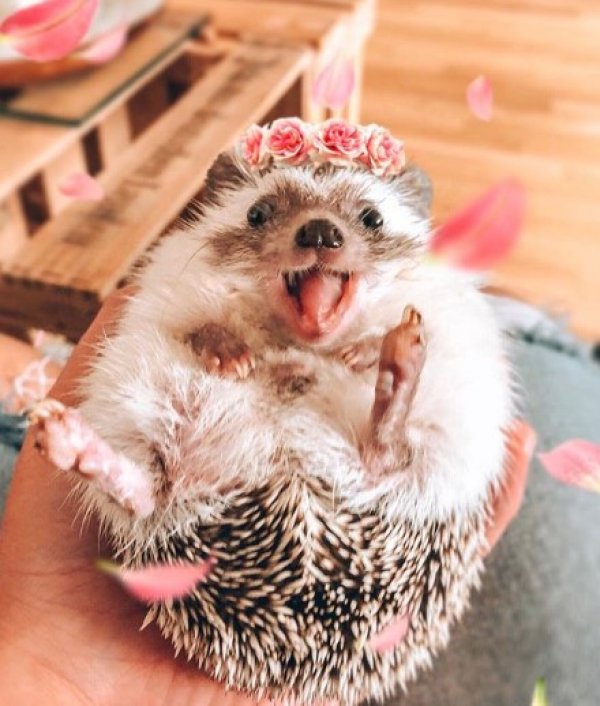 1,5 milyon takipçili dünyanın en mutlu kirpisi