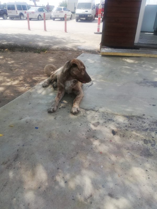 i Ankara'da 3 köpeği zehirleyip kanala attılar