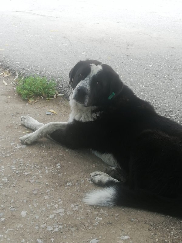 i Ankara'da 3 köpeği zehirleyip kanala attılar