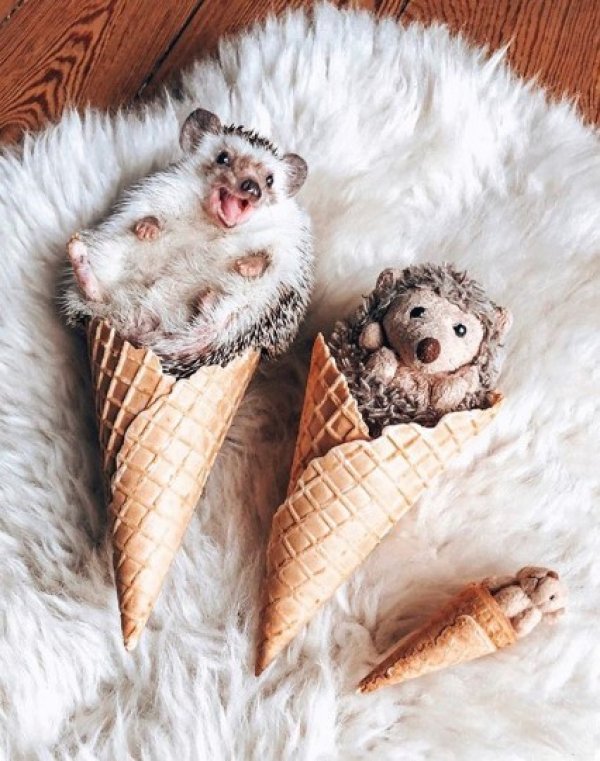 1,5 milyon takipçili dünyanın en mutlu kirpisi