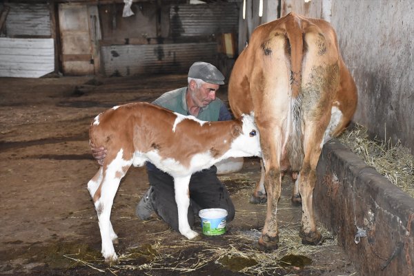 Üç ayaklı buzağıya bebekleri gibi bakıyorlar