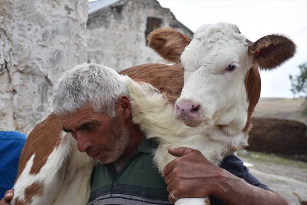 Üç ayaklı buzağıya bebekleri gibi bakıyorlar