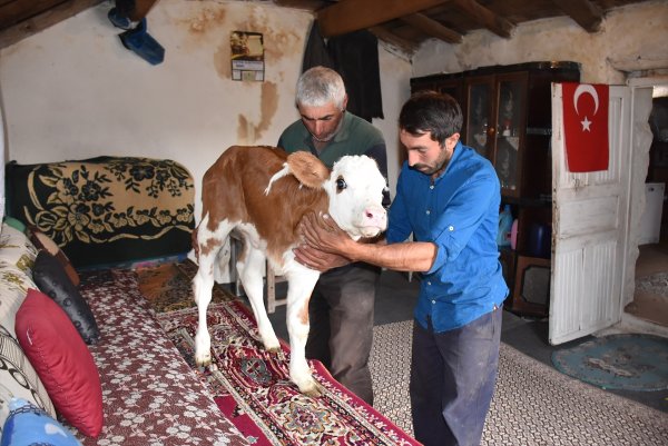 Üç ayaklı buzağıya bebekleri gibi bakıyorlar