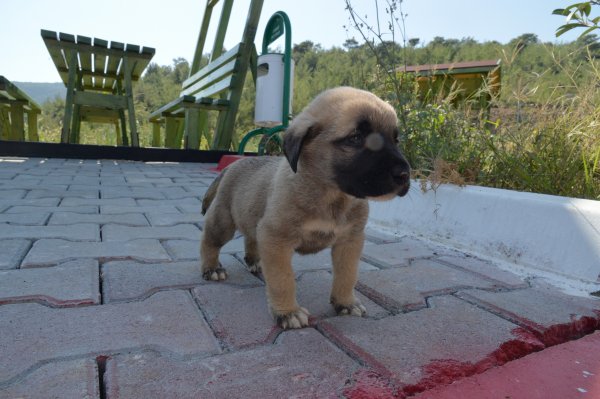 i 4 yavru köpeği çuvala koyup kuyuya attılar