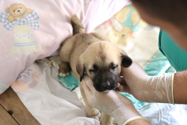 i 4 yavru köpeği çuvala koyup kuyuya attılar