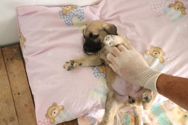 i 4 yavru köpeği çuvala koyup kuyuya attılar