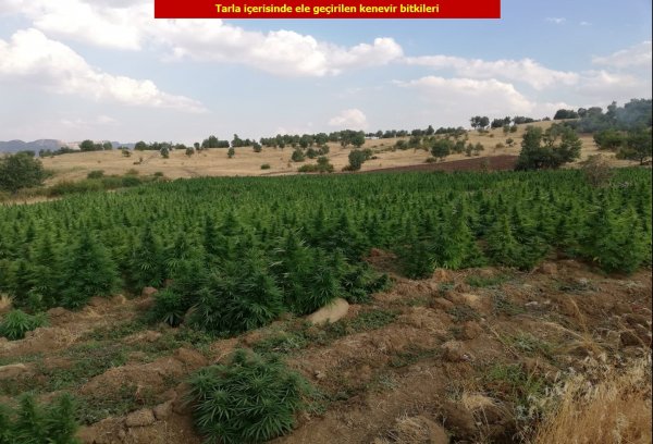 1 ton esrar, 6 milyon 718 bin kenevir ele geçirildi