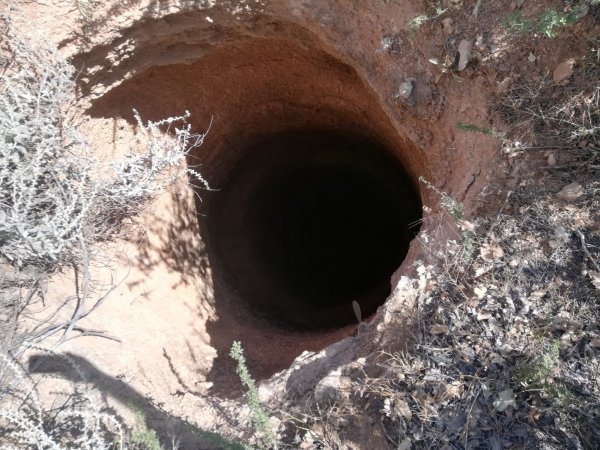 i 4 yavru köpeği çuvala koyup kuyuya attılar