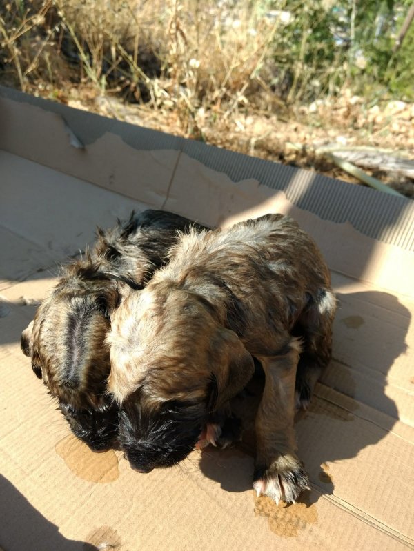 i 4 yavru köpeği çuvala koyup kuyuya attılar