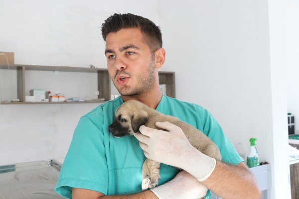 i 4 yavru köpeği çuvala koyup kuyuya attılar