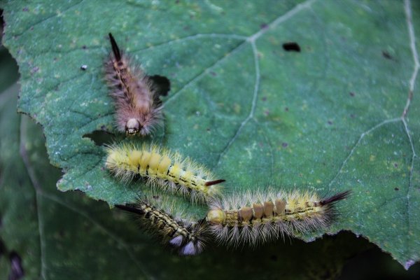 Tırtıllar ormandaki ağaçların yapraklarını yedi bitirdi