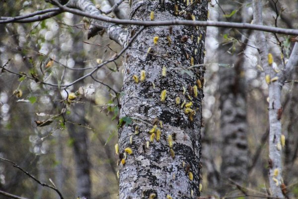 Tırtıllar ormandaki ağaçların yapraklarını yedi bitirdi