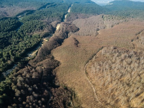 Tırtıllar ormandaki ağaçların yapraklarını yedi bitirdi