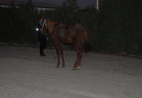 i Otomobil ata çarptı: 1 ölü, 2 yaralı