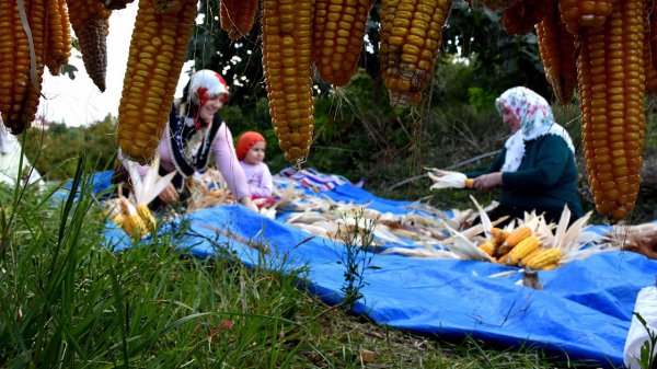a Atadan mirası tohumlarla imce usulü mısır hasadı