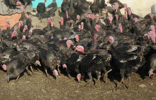 a Yargıtay kararı: Hindi küçükbaş hayvan değildir