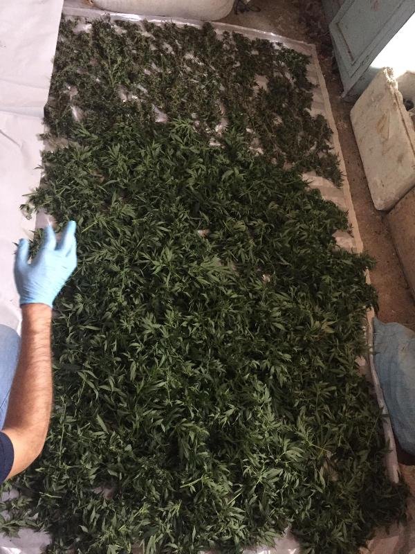 Tokat'ta uyuşturucu sanığının ilginç ifadesi ortaya çıktı