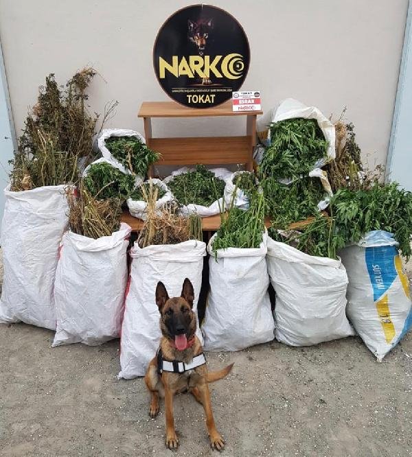 Tokat'ta uyuşturucu sanığının ilginç ifadesi ortaya çıktı