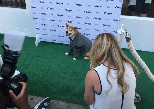 Hollandalılara uyarı: Köpeğinizi yatağınıza almayın