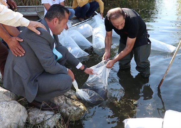 a Gölhisar'da 2 bin yayın balığı göle bırakıldı