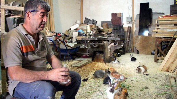 a Marangozun tavşan sevgisi